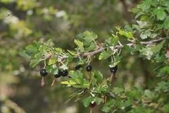 Ribes microphyllum