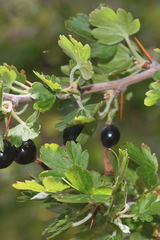 Ribes microphyllum