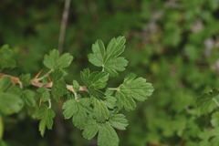 Ribes microphyllum