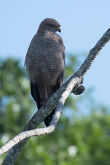 Buteo nitidus