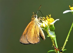 Euphyes dukesi calhouni