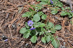 Solanum demissum