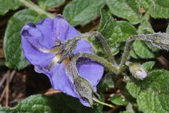 Solanum demissum