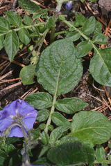 Solanum demissum