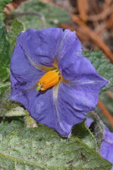 Solanum demissum