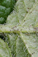 Solanum demissum