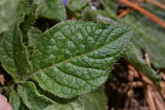 Solanum demissum