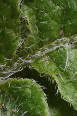 Solanum demissum