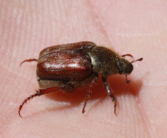 Hoplia