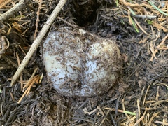 Sarcosphaera coronaria