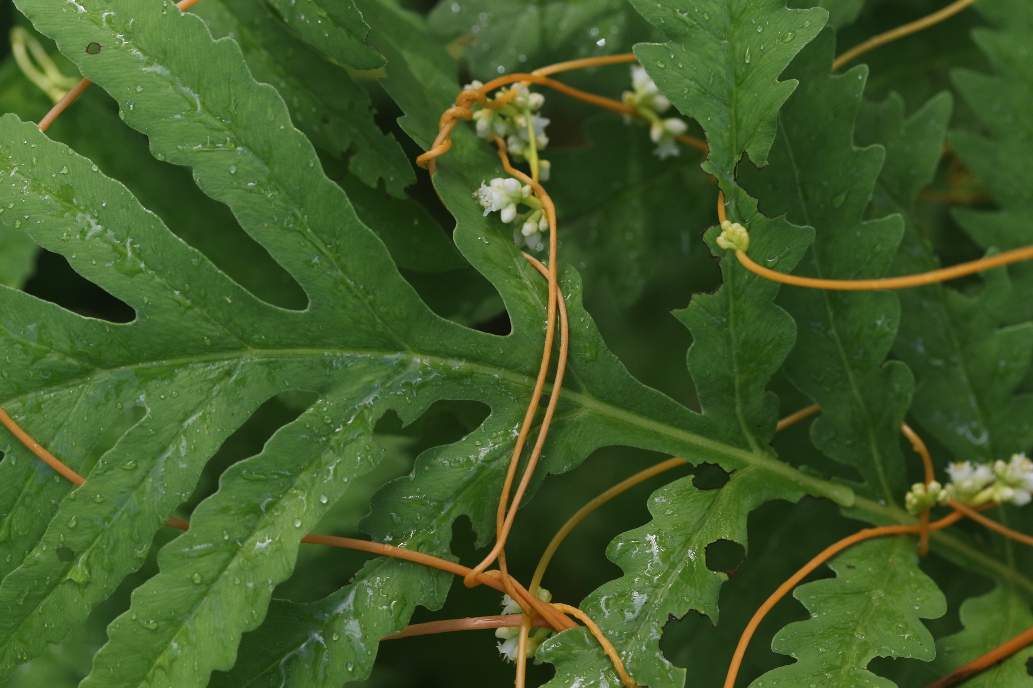 Cuscuta gronovii var. gronovii