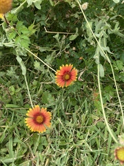Gaillardia pulchella