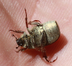 Hoplia
