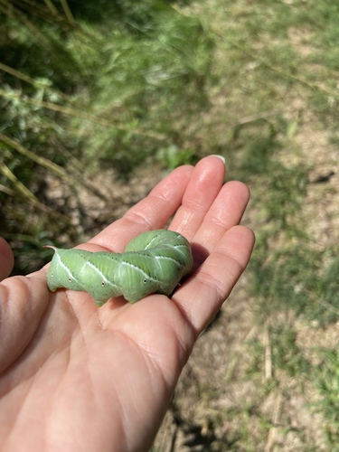 Carolina Sphinx