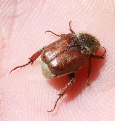 Hoplia
