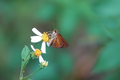 Euphyes dukesi calhouni