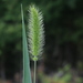 Setaria viridis - Photo (c) Don Sutherland, algunos derechos reservados (CC BY-NC), uploaded by Don Sutherland