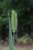 Green Bristle Grass - Photo (c) Don Sutherland, some rights reserved (CC BY-NC), uploaded by Don Sutherland