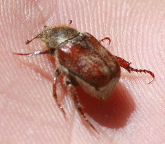 Hoplia