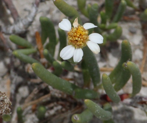 Geissolepis suaedaefolia