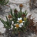 Geissolepis suaedifolia - Photo (c) Pedro Nájera Quezada, algunos derechos reservados (CC BY-NC), subido por Pedro Nájera Quezada