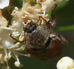 Hoplia