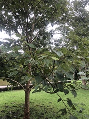 Mallotus paniculatus