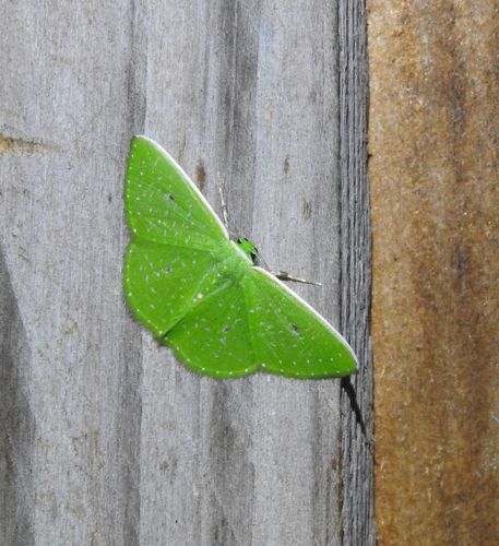 Argyrocosma argosticta