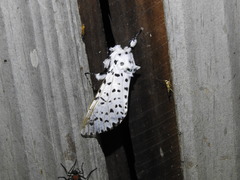 Kamalia multipunctata