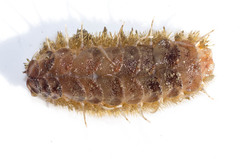 Lepidonotus squamatus