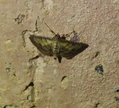 Cnaphalocrocis bilinealis
