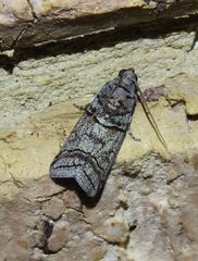 Ecnomoneura sphaerotropha