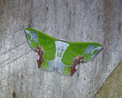 Protuliocnemis partita