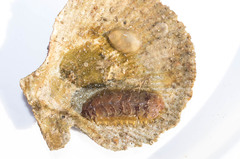 Lepidonotus squamatus