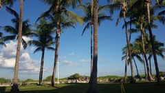 Cocos nucifera