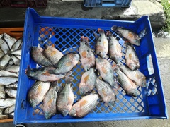 Andinoacara rivulatus