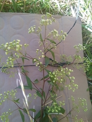 Archibaccharis schiedeana