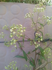 Archibaccharis schiedeana