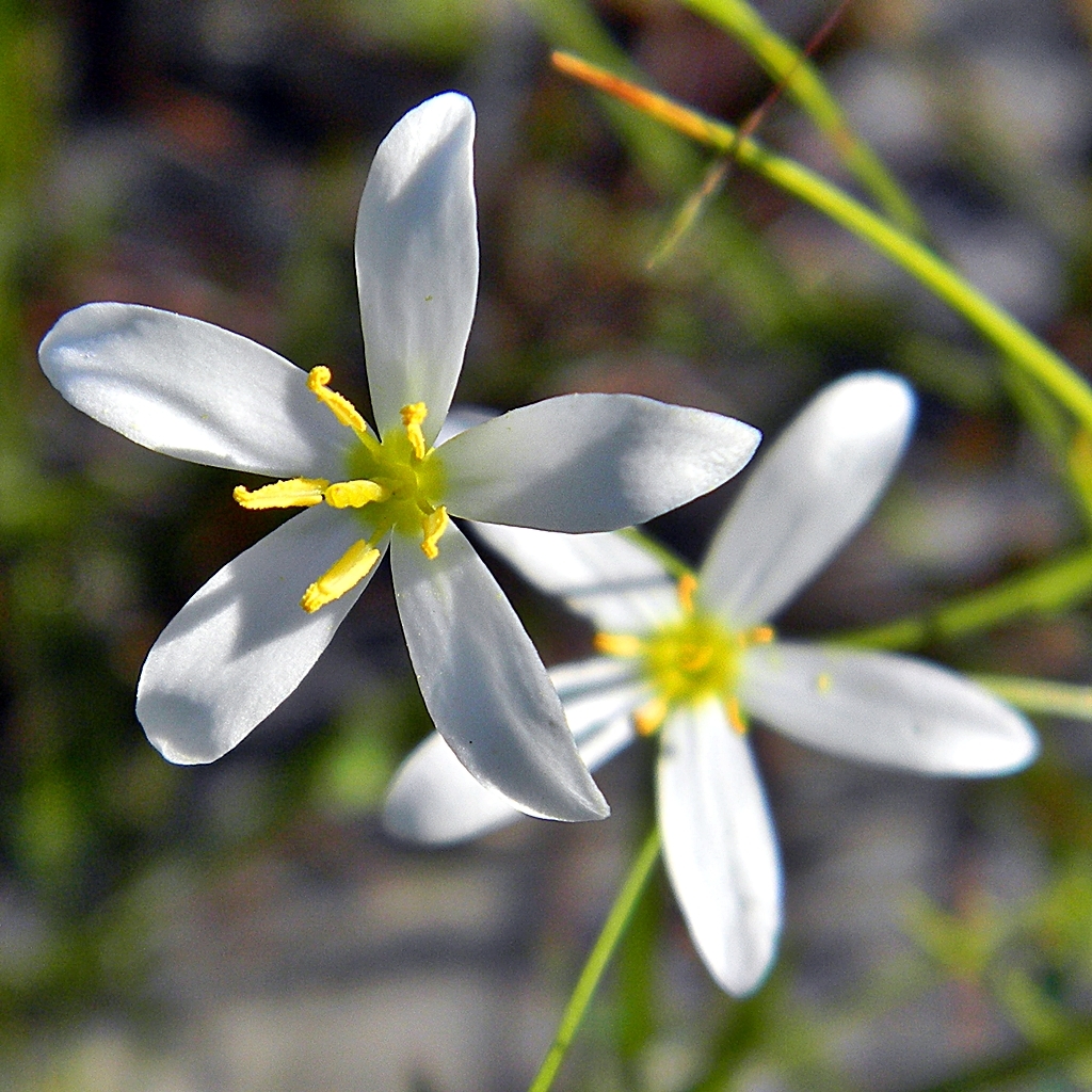 Sabatia brevifolia