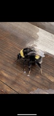 Bombus