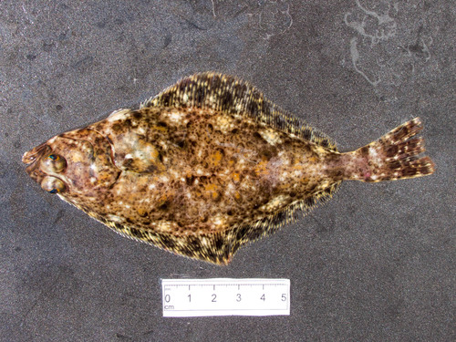 Atlantic Halibut