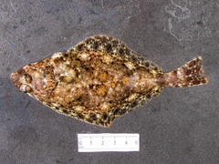 Hippoglossus hippoglossus