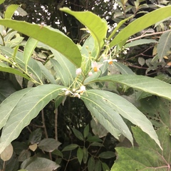Image of Solanum aphyodendron