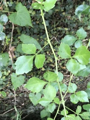 Eleutherococcus trifoliatus