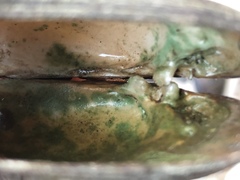 Venustaconcha ellipsiformis