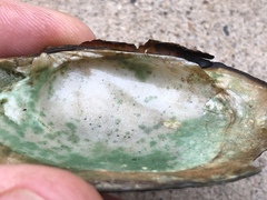 Venustaconcha ellipsiformis