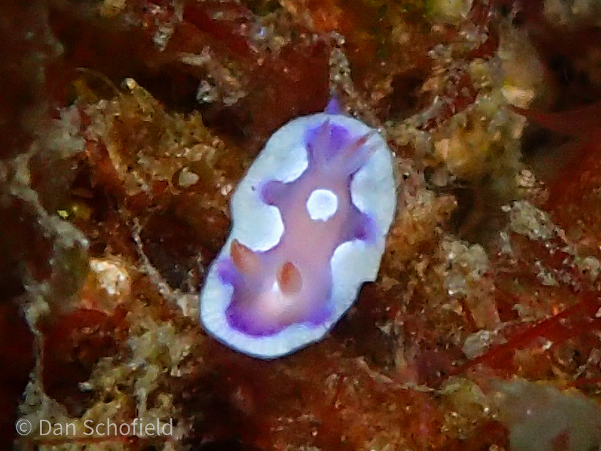 Twinspot Rainbow Dorid