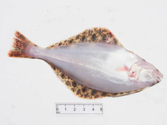 Hippoglossus hippoglossus