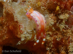 Hypselodoris