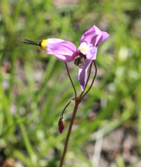 Primula jeffreyi